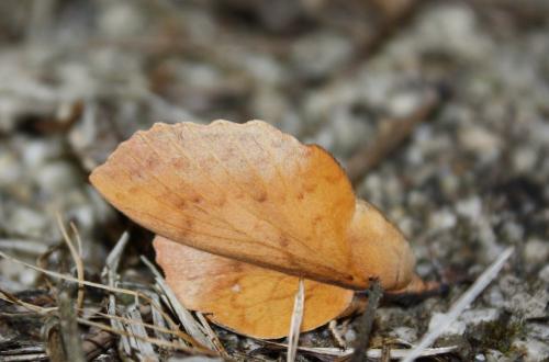 Gastropacha populifolia